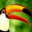   gagelvor